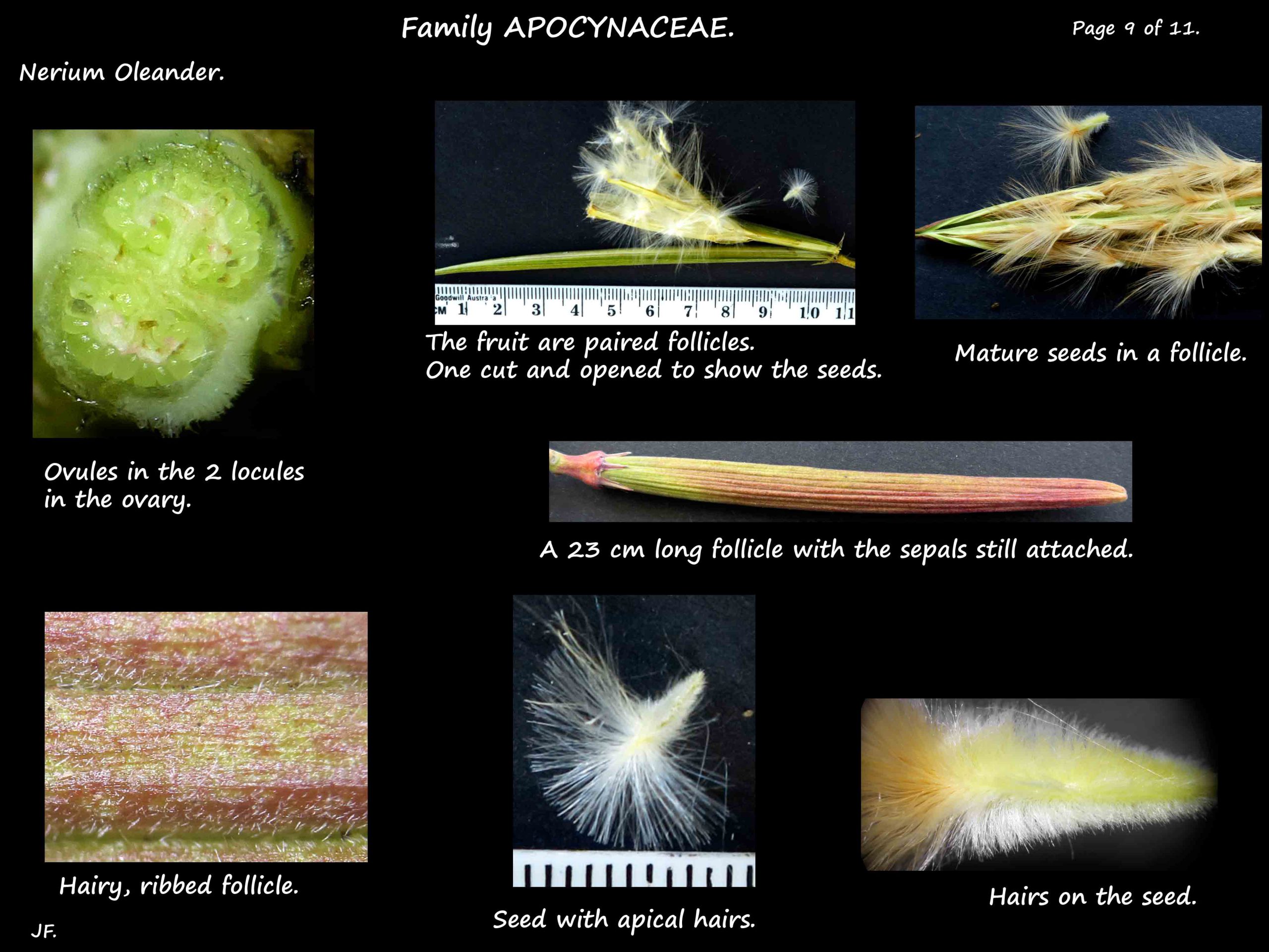 9 Nerium follicles & hairy seeds